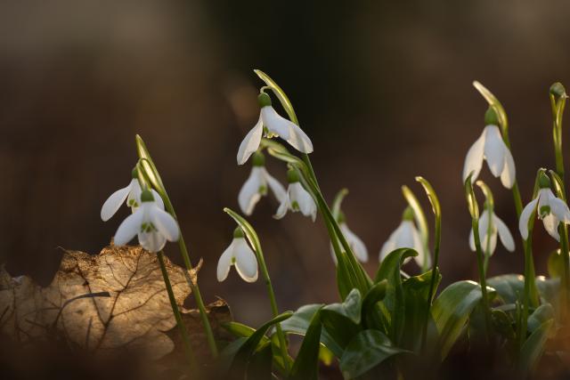 (260311) -- WARSAW, March 11, 2026 (Xinhua) -- This photo taken on March 10, 2026 shows blooming snowdrops at the Lazienki Park in Warsaw, Poland. (Photo by Jaap Arriens/Xinhua)