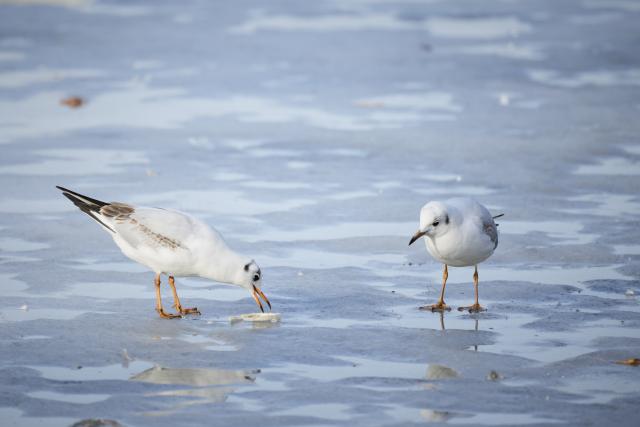 (260311) -- WARSAW, March 11, 2026 (Xinhua) -- Seagulls forage on thin ice on a lake at the Lazienki Park in Warsaw, Poland on March 10, 2026. (Photo by Jaap Arriens/Xinhua)