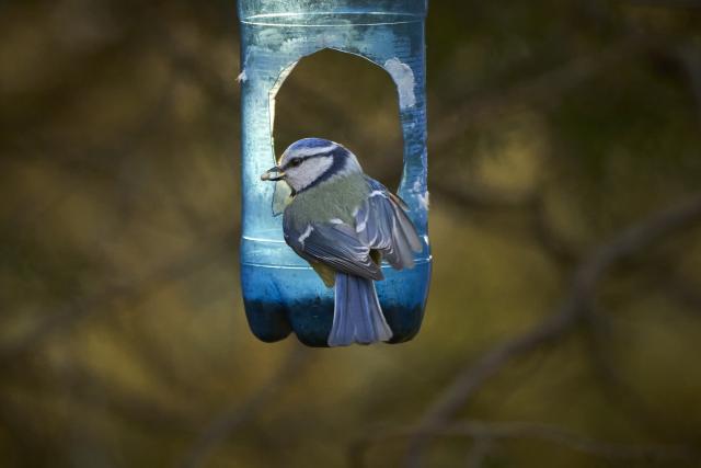 (260311) -- WARSAW, March 11, 2026 (Xinhua) -- This photo taken on March 10, 2026 shows a blue tit feeding at a bird feeder at the Lazienki Park in Warsaw, Poland. (Photo by Jaap Arriens/Xinhua)