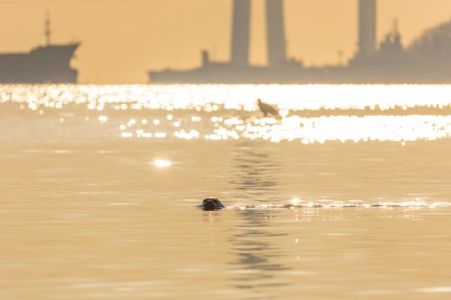 (260311) -- BEIJING, March 11, 2026 (Xinhua) -- A seal swims at sunrise in Vladivostok, Russia, on March 9, 2026. (Photo by Andrey Matveenko/Xinhua)