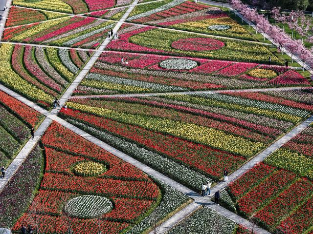 (260311) -- BEIJING, March 11, 2026 (Xinhua) -- An aerial drone photo taken on March 10, 2026 shows tulip fields at a scenic area in Jinhua City, east China's Zhejiang Province. (Xinhua/Xu Yu)