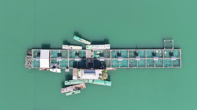 (260311) -- BEIJING, March 11, 2026 (Xinhua) -- An aerial drone photo taken on March 9, 2026 shows the Dazhou base of the fisheries research institute of Wanzhou District, southwest China's Chongqing.
  The Dazhou base of the fisheries research institute of Wanzhou District serves as a wild acclimation center for the rare fish species in the upper reaches of the Yangtze River. Equipped with 32 net cages covering an area of approximately 800 square meters, the base conserves over 20 rare and commercial fish species. Its annual output of rare and high-quality fish fry exceeds 20 million.
   In recent years, the base has continuously strengthened the short-term wild acclimation training of fish fry before their release into natural waters, effectively helping boost the wild populations of the rare species. (Xinhua/Wang Quanchao)
