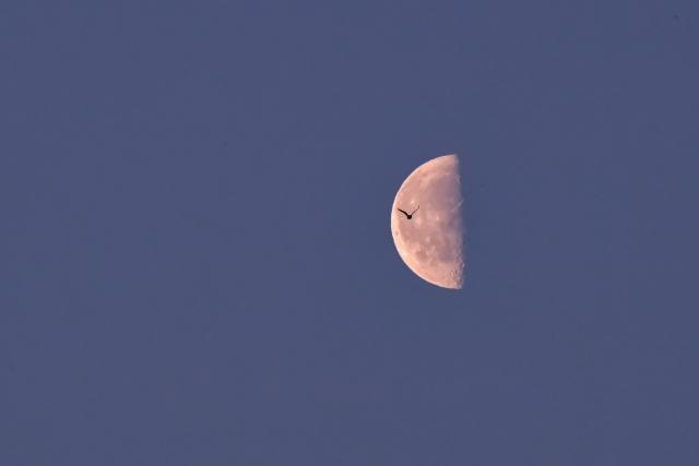 (260311) -- HARBIN, March 11, 2026 (Xinhua) -- This photo taken on March 11, 2026 shows a last quarter moon observed in Qiqihar, northeast China's Heilongjiang Province.
  The smallest last quarter moon of 2026 appeared on Wednesday. A last quarter moon rises around midnight and sets around noon. (Photo by Wang Yonggang/Xinhua)