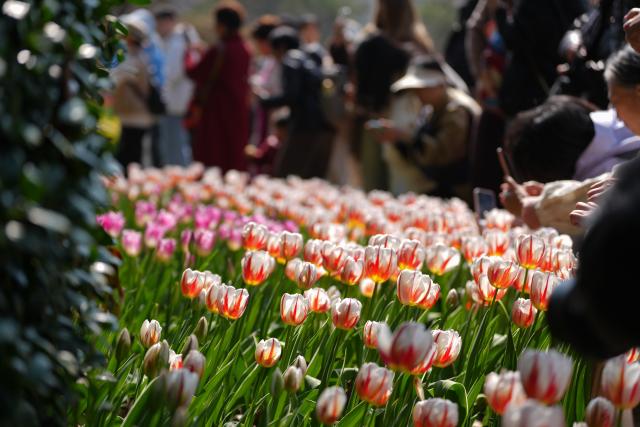 (260311) -- HANGZHOU, March 11, 2026 (Xinhua) -- Tourists enjoy blooming tulips at the West Lake scenic area in Hangzhou, east China's Zhejiang Province, on March 11, 2026. (Xinhua/Huang Zongzhi)