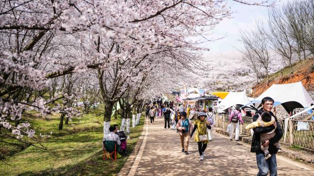 (260311) -- GUIYANG, March 11, 2026 (Xinhua) -- Tourists visit a cherry garden in Gui'an New Area, southwest China's Guizhou Province, March 11, 2026. (Xinhua/Tao Liang)