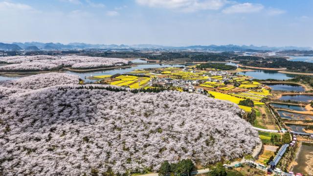 (260311) -- GUIYANG, March 11, 2026 (Xinhua) -- An aerial drone photo taken on March 11, 2026 shows cherry blossoms in Gui'an New Area, southwest China's Guizhou Province. (Xinhua/Tao Liang)