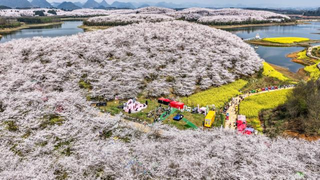 (260311) -- GUIYANG, March 11, 2026 (Xinhua) -- An aerial drone photo taken on March 11, 2026 shows cherry blossoms in Gui'an New Area, southwest China's Guizhou Province. (Xinhua/Tao Liang)