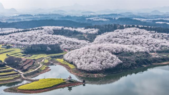(260311) -- GUIYANG, March 11, 2026 (Xinhua) -- An aerial drone photo taken on March 11, 2026 shows cherry blossoms in Gui'an New Area, southwest China's Guizhou Province. (Xinhua/Tao Liang)