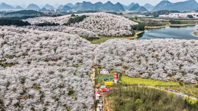 (260311) -- GUIYANG, March 11, 2026 (Xinhua) -- An aerial drone photo taken on March 11, 2026 shows cherry blossoms in Gui'an New Area, southwest China's Guizhou Province. (Xinhua/Tao Liang)