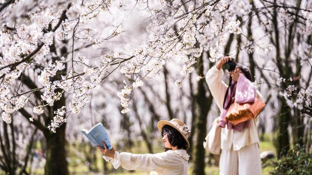 (260311) -- GUIYANG, March 11, 2026 (Xinhua) -- A tourist poses for photos amid cherry blossoms at a cherry garden in Gui'an New Area, southwest China's Guizhou Province, March 11, 2026. (Xinhua/Tao Liang)