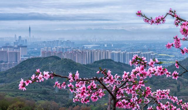 (260311) -- CHENGDU, March 11, 2026 (Xinhua) -- This photo taken on March 10, 2026 shows peach blossoms on Longquan mountain in Chengdu, southwest China's Sichuan Province. (Xinhua/Jiang Hongjing)