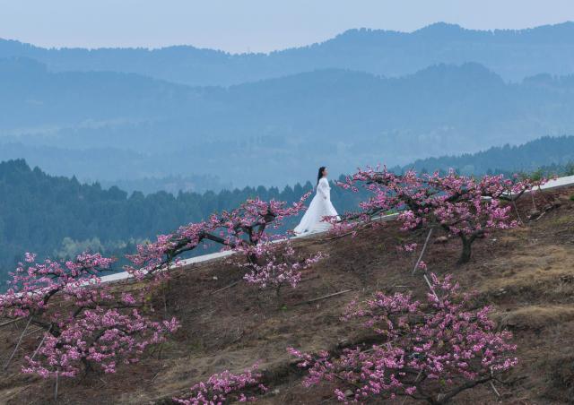 (260311) -- CHENGDU, March 11, 2026 (Xinhua) -- This drone photo taken on March 10, 2026 shows a tourist walking among peach blossoms on Longquan mountain in Chengdu, southwest China's Sichuan Province. (Xinhua/Jiang Hongjing)
