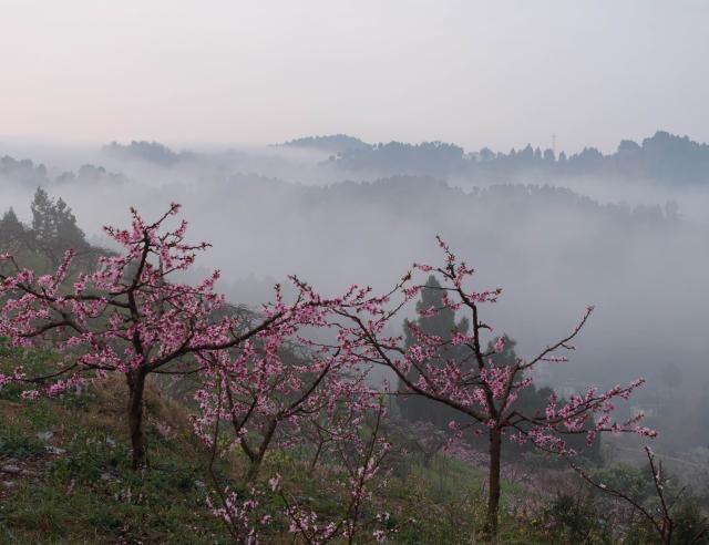 (260311) -- CHENGDU, March 11, 2026 (Xinhua) -- This photo taken on March 10, 2026 shows peach blossoms on Longquan mountain in Chengdu, southwest China's Sichuan Province. (Xinhua/Jiang Hongjing)