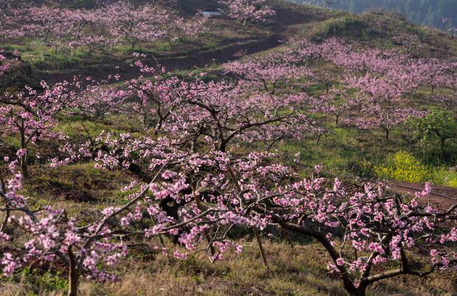 (260311) -- CHENGDU, March 11, 2026 (Xinhua) -- This photo taken on March 11, 2026 shows peach blossoms on Longquan mountain in Chengdu, southwest China's Sichuan Province. (Xinhua/Jiang Hongjing)