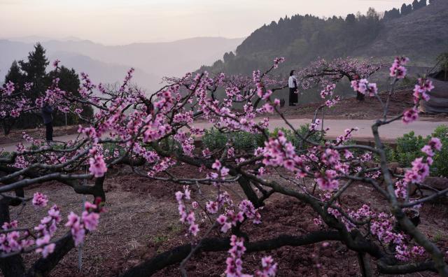 (260311) -- CHENGDU, March 11, 2026 (Xinhua) -- Tourists view peach blossoms on Longquan mountain in Chengdu, southwest China's Sichuan Province, March 11, 2026. (Xinhua/Jiang Hongjing)