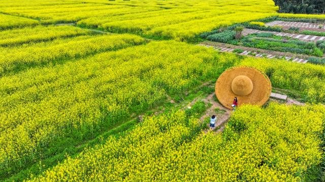 (260312) -- CHONGQING, March 12, 2026 (Xinhua) -- An aerial drone photo taken on March 12, 2026 shows a tourist posing for photos at a rapeseed flower field of Chongkan scenic spot in Tongnan District, southwest China's Chongqing Municipality. (Xinhua/Wang Quanchao)