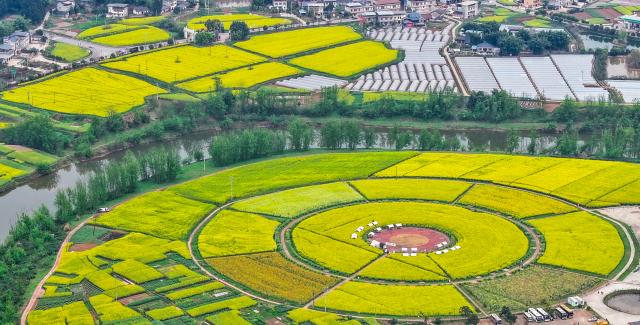 (260312) -- CHONGQING, March 12, 2026 (Xinhua) -- An aerial drone photo taken on March 12, 2026 shows a view of rapeseed flower fields at Chongkan scenic spot in Tongnan District, southwest China's Chongqing Municipality. (Xinhua/Wang Quanchao)
