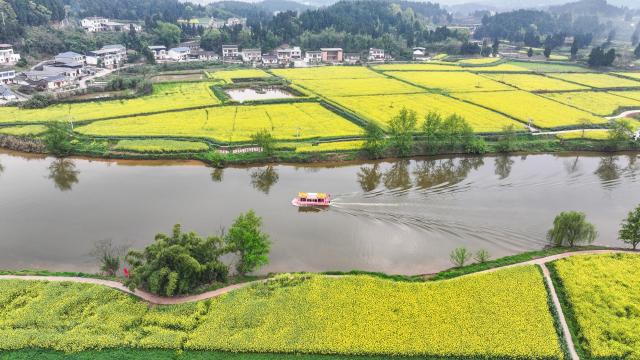 (260312) -- CHONGQING, March 12, 2026 (Xinhua) -- An aerial drone photo taken on March 12, 2026 shows tourists enjoying the scenery of rapeseed flowers by boat at Chongkan scenic spot in Tongnan District, southwest China's Chongqing Municipality. (Xinhua/Wang Quanchao)