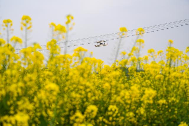 (260312) -- CHONGQING, March 12, 2026 (Xinhua) -- Tourists aboard a sightseeing cable enjoy the scenery of rapeseed flowers at Chongkan scenic spot in Tongnan District, southwest China's Chongqing Municipality, March 12, 2026. (Xinhua/Wang Quanchao)