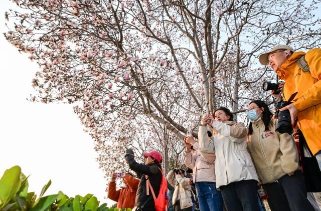 (260312) -- BEIJING, March 12, 2026 (Xinhua) -- People take photos of magnolia blossoms near the National Center for the Performing Arts in Beijing, capital of China, March 12, 2026. (Xinhua/Chen Yehua)