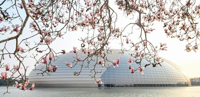 (260312) -- BEIJING, March 12, 2026 (Xinhua) -- This photo taken on March 12, 2026 shows magnolia blossoms near the National Center for the Performing Arts in Beijing, capital of China. (Xinhua/Chen Yehua)