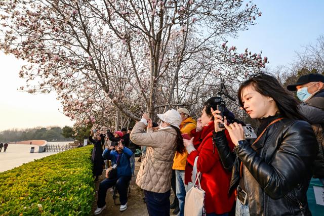 (260312) -- BEIJING, March 12, 2026 (Xinhua) -- People take photos of magnolia blossoms near the National Center for the Performing Arts in Beijing, capital of China, March 12, 2026. (Xinhua/Chen Yehua)