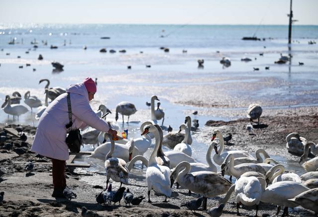 (260312) -- AKTAU, March 12, 2026 (Xinhua) -- A woman feeds swans at a coast of the Caspian Sea in Aktau, Kazakhstan, on March 10, 2026. (Xinhua/Li Renzi)