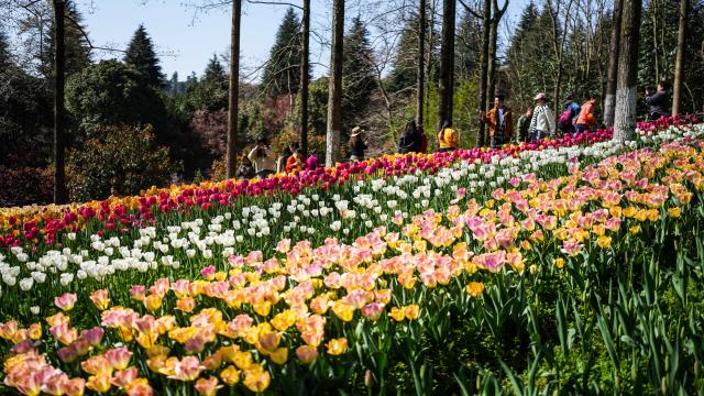(260312) -- LONGLI, March 12, 2026 (Xinhua) -- Tourists view tulips at Longjiashan National Forest Park in Longli County, southwest China's Guizhou Province, March 12, 2026. (Xinhua/Tao Liang)