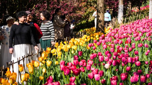 (260312) -- LONGLI, March 12, 2026 (Xinhua) -- Tourists view tulips at Longjiashan National Forest Park in Longli County, southwest China's Guizhou Province, March 12, 2026. (Xinhua/Tao Liang)