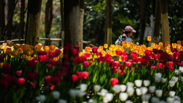 (260312) -- LONGLI, March 12, 2026 (Xinhua) -- A tourist views tulips at Longjiashan National Forest Park in Longli County, southwest China's Guizhou Province, March 12, 2026. (Xinhua/Tao Liang)