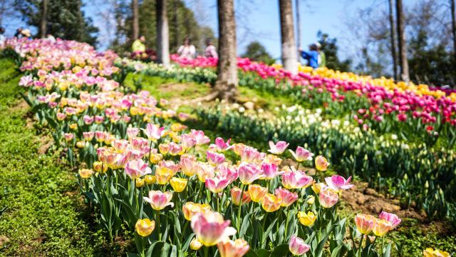 (260312) -- LONGLI, March 12, 2026 (Xinhua) -- This photo taken on March 12, 2026 shows blooming tulips at Longjiashan National Forest Park in Longli County, southwest China's Guizhou Province. (Xinhua/Tao Liang)