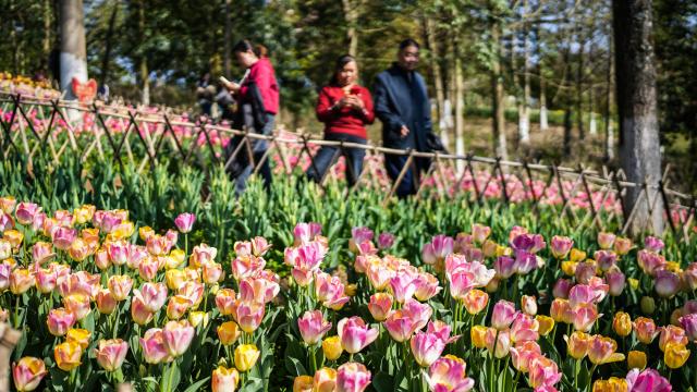 (260312) -- LONGLI, March 12, 2026 (Xinhua) -- Tourists view tulips at Longjiashan National Forest Park in Longli County, southwest China's Guizhou Province, March 12, 2026. (Xinhua/Tao Liang)