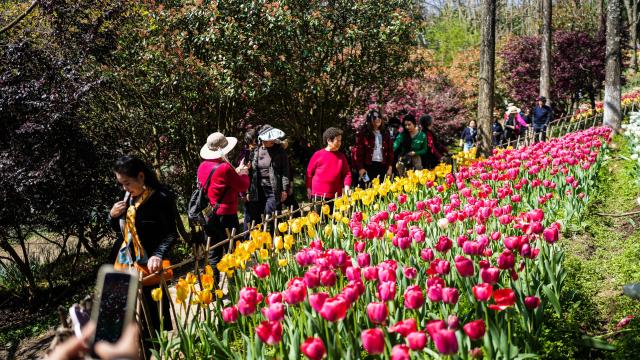 (260312) -- LONGLI, March 12, 2026 (Xinhua) -- Tourists view tulips at Longjiashan National Forest Park in Longli County, southwest China's Guizhou Province, March 12, 2026. (Xinhua/Tao Liang)