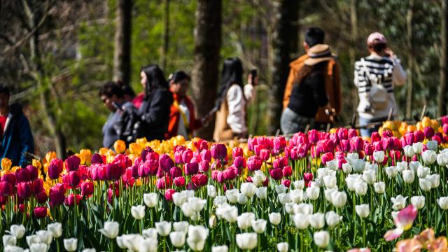 (260312) -- LONGLI, March 12, 2026 (Xinhua) -- Tourists view tulips at Longjiashan National Forest Park in Longli County, southwest China's Guizhou Province, March 12, 2026. (Xinhua/Tao Liang)