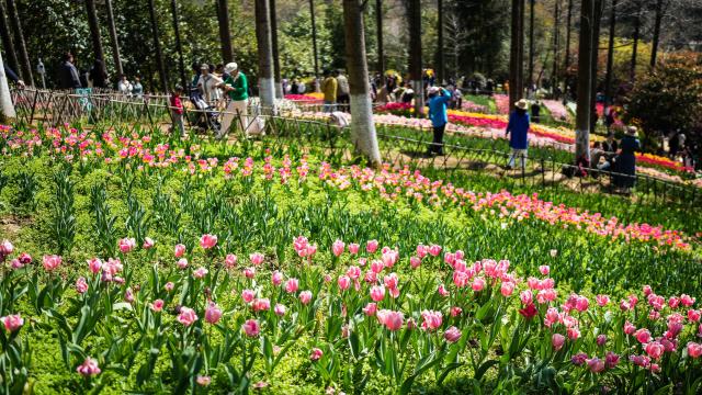(260312) -- LONGLI, March 12, 2026 (Xinhua) -- Tourists view tulips at Longjiashan National Forest Park in Longli County, southwest China's Guizhou Province, March 12, 2026. (Xinhua/Tao Liang)