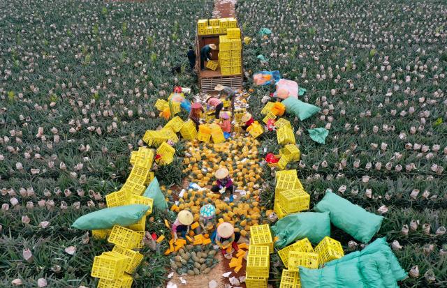 (260312) -- HAIKOU, March 12, 2026 (Xinhua) -- An aerial drone photo taken on March 12, 2026 shows farmers packing pineapples in Dapo Town of Haikou, south China's Hainan Province. (Xinhua/Guo Cheng)