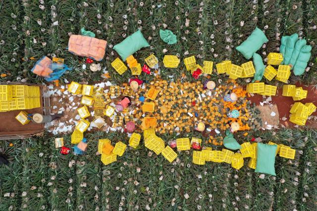 (260312) -- HAIKOU, March 12, 2026 (Xinhua) -- An aerial drone photo taken on March 12, 2026 shows farmers packing pineapples in Dapo Town of Haikou, south China's Hainan Province. (Xinhua/Guo Cheng)