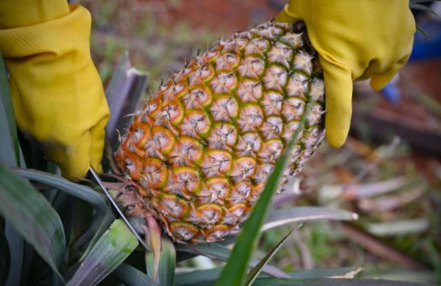 (260312) -- HAIKOU, March 12, 2026 (Xinhua) -- A farmer picks a pineapple in Dapo Town of Haikou, south China's Hainan Province, March 12, 2026. (Xinhua/Guo Cheng)