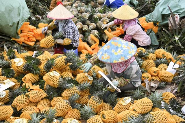 (260312) -- HAIKOU, March 12, 2026 (Xinhua) -- Farmers pack pineapples in Dapo Town of Haikou, south China's Hainan Province, March 12, 2026. (Xinhua/Guo Cheng)