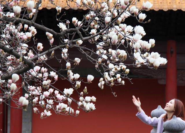 (260312) -- BEIJING, March 13, 2026 (Xinhua) -- A tourist is pictured with magnolia blossoms in Nanjing, east China's Jiangsu Province, March 8, 2026. (Photo by Liu Jianhua/Xinhua)