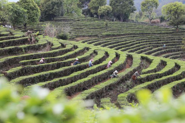 (260313) -- BEIJING, March 13, 2026 (Xinhua) -- Farmers pick tea leaves at a tea garden in Hani and Yi Autonomous County of Ning'er, Pu'er City, southwest China's Yunnan Province, March 12, 2026. (Photo by Yang Tingrong/Xinhua)