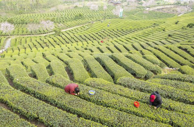 (260313) -- BEIJING, March 13, 2026 (Xinhua) -- Farmers pick tea leaves at a tea garden in Maoping Town of Zigui County, Yichang, central China's Hubei Province, March 13, 2026. (Photo by Zheng Jiayu/Xinhua)