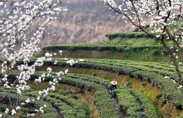 (260313) -- BEIJING, March 13, 2026 (Xinhua) -- A farmer picks tea leaves at a tea garden in Maoping Town of Zigui County, Yichang, central China's Hubei Province, March 13, 2026. (Photo by Wang Huifu/Xinhua)