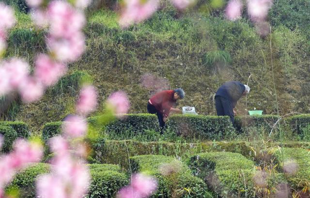 (260313) -- BEIJING, March 13, 2026 (Xinhua) -- Farmers pick tea leaves at a tea garden in Maoping Town of Zigui County, Yichang, central China's Hubei Province, March 13, 2026. (Photo by Zheng Jiayu/Xinhua)