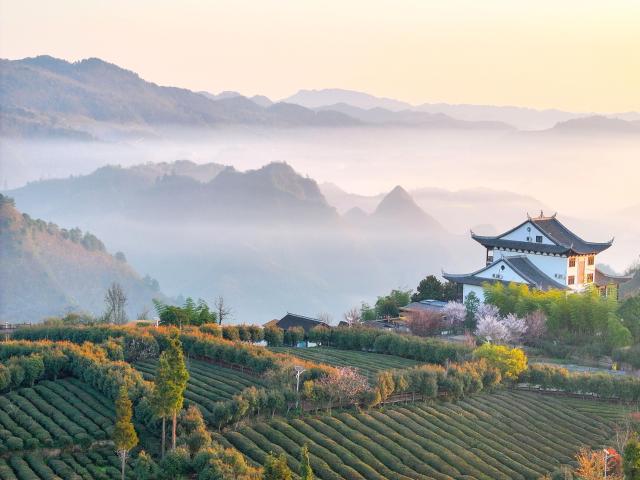 (260313) -- BEIJING, March 13, 2026 (Xinhua) -- A drone photo taken on March 12, 2026 shows a tea garden in Matou Village of Kaiyang County, southwest China's Guizhou Province. (Photo by Yuan Fuhong/Xinhua)