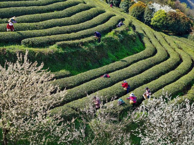 (260313) -- BEIJING, March 13, 2026 (Xinhua) -- An aerial drone photo taken on March 12, 2026 shows farmers picking tea leaves at a tea garden in Tiankan Village of Kaiyang County, southwest China's Guizhou Province. (Photo by Yuan Fuhong/Xinhua)