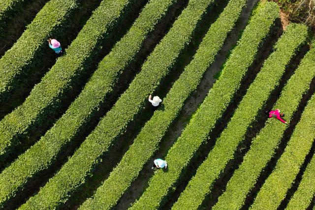 (260313) -- BEIJING, March 13, 2026 (Xinhua) -- An aerial drone photo taken on March 13, 2026 shows farmers picking tea leaves at a tea garden in Longquan Town, Danzhai County, southwest China's Guizhou Province. (Photo by Yang Wukui/Xinhua)