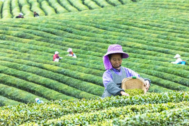 (260313) -- BEIJING, March 13, 2026 (Xinhua) -- Farmers pick tea leaves at a tea garden in Xixiu District of Anshun City, southwest China's Guizhou Province, March 13, 2026. (Photo by Chen Xi/Xinhua)