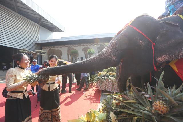 (260313) -- PATTAYA, March 13, 2026 (Xinhua) -- Tourists interact with elephants during an event celebrating the Thai National Elephant Day at Nong Nooch Tropical Garden in Pattaya, Thailand, March 13, 2026. Thai National Elephant Day is celebrated on March 13 annually in Thailand. Various activities are held to raise public awareness of the elephants. (Xinhua/Rachen Sageamsak)