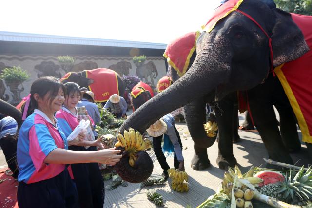 (260313) -- PATTAYA, March 13, 2026 (Xinhua) -- People feed elephants during an event celebrating the Thai National Elephant Day at Nong Nooch Tropical Garden in Pattaya, Thailand, March 13, 2026. Thai National Elephant Day is celebrated on March 13 annually in Thailand. Various activities are held to raise public awareness of the elephants. (Xinhua/Rachen Sageamsak)